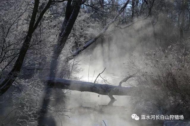 冰火人魔法森林大冒险2